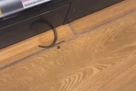 Размером с кошку: пензенцы увидели огромную крысу в супермаркете