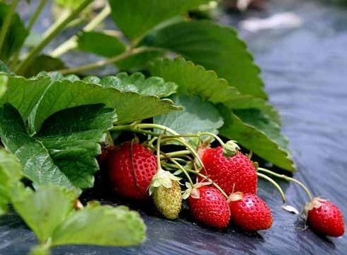 От серой гнили есть спасенье