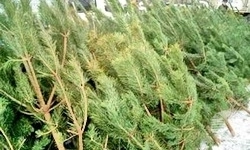 В Пензенской области будет работать лесной патруль В Пензенской области будет работать лесной патруль