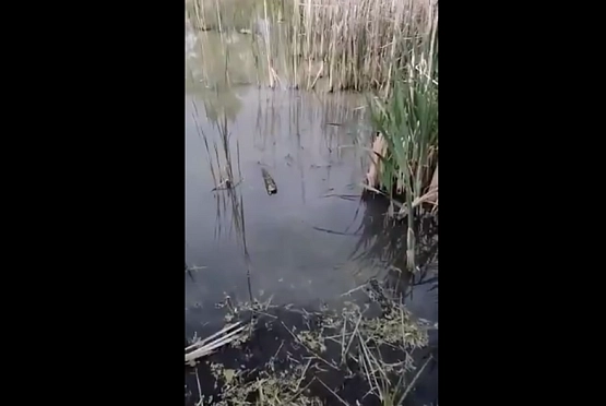 Минлесхоз отреагировал на загрязнение ручья Безымянный в Пензе