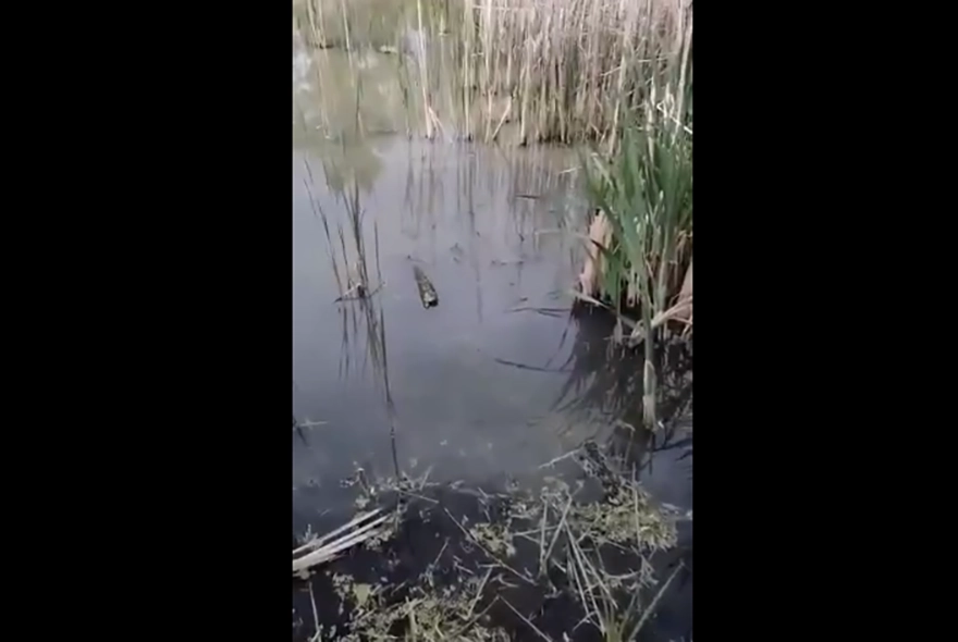 Сосать вонючий грязный хуй порно видео