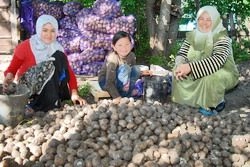 Сила русской картошки