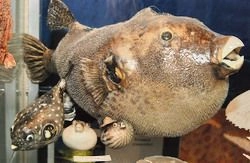 В Пензе работает выставка «Загадочный мир океана» (фото)