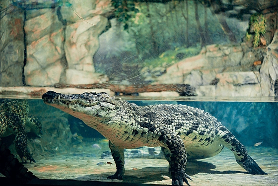 В Пензенской области живут символы наступающего года – нильские крокодилы