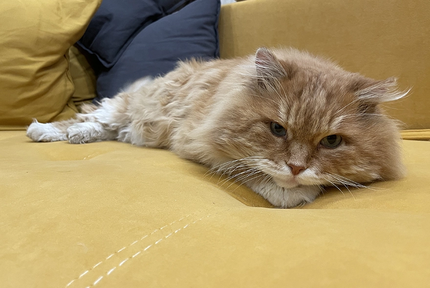 Как избавиться от кошачьего запаха на диване