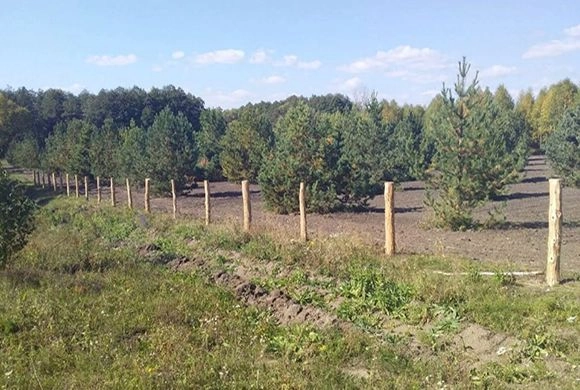 Фото minleshoz.pnzreg.ru В Городищенском районе огораживают лесосеменную плантацию