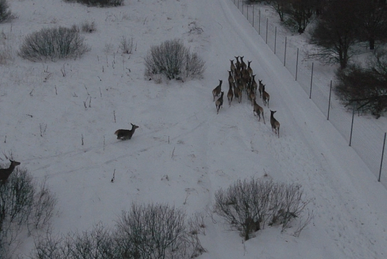 В Пензенскую области привезли 25 особей венгерского благородного оленя
