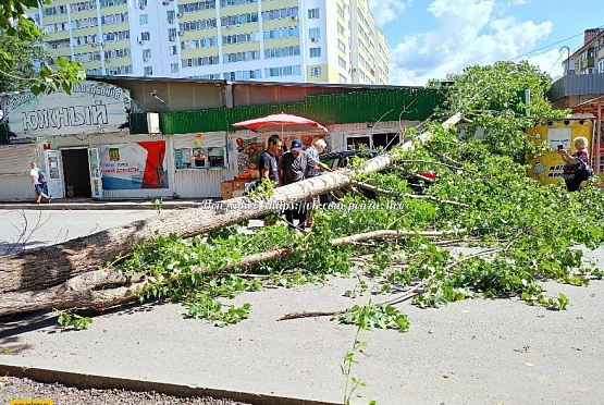 В Пензе огромное дерево упало на крытый рынок, перекрыв проезд
