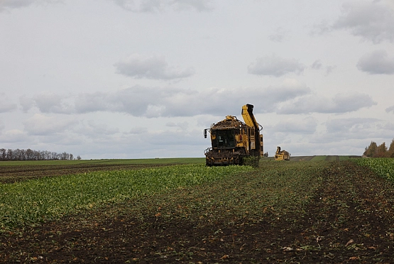 Урожайность сахарной свеклы в Пензенской области составляет 449 ц/га