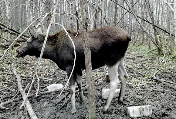 В Нижнеломовском районе ищут браконьера, убившего лося