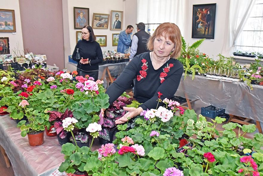 В Пензе на выставке «Цветочная симфония» показывают пеларгонии и стрептокарпусы