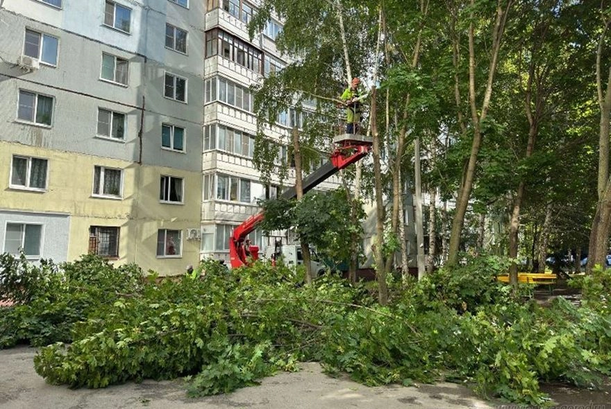 В Пензе с начала лета привели в порядок более 100 деревьев у многоквартирных домов