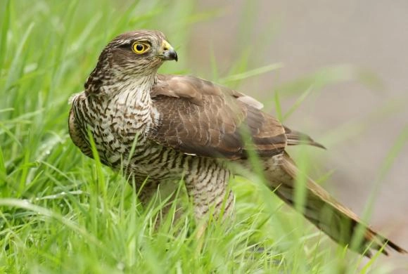 В Пензе обнаружили гнездо редкой хищной птицы  