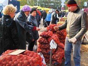Фото|| Губернатор предложил 2011 год объявить годом картофельного поля