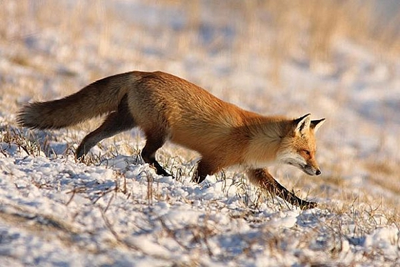 В Пензенской области с 1 октября открывается охота на лисицу, белку и зайца