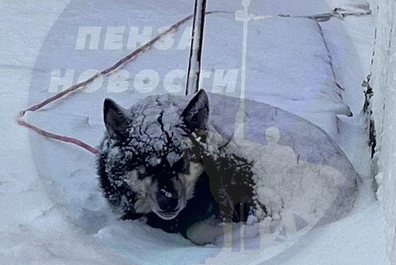 Пензенский пес спас от мороза бродячую собаку со щенками