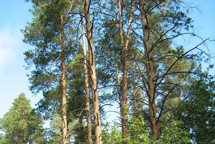 В Пензенской области продолжают оценку насаждений при воспроизводстве лесов