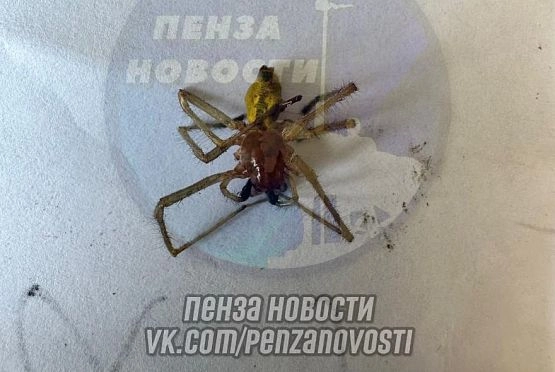 Самый опасный паук Пензенской области проник в дом сельчан