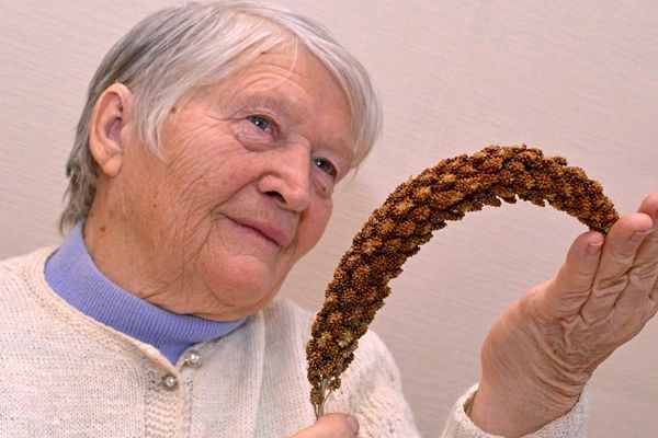 Выросли колосья,а в колосьях — зерна