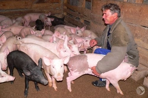 Фото||Владимир ГРИШИН В Пензенской области сельхозперепись идет с опережением