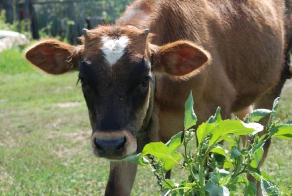 Фото В. Гришин Пензенские аграрии обеспечили наибольший прирост производства скота и птицы в стране