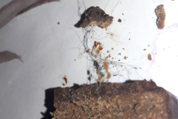 Пензенцы обсуждают конфету с «шерстью верблюда» из детского подарка