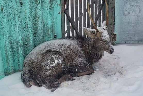 В Пензенской области оленя спасли от стаи собак