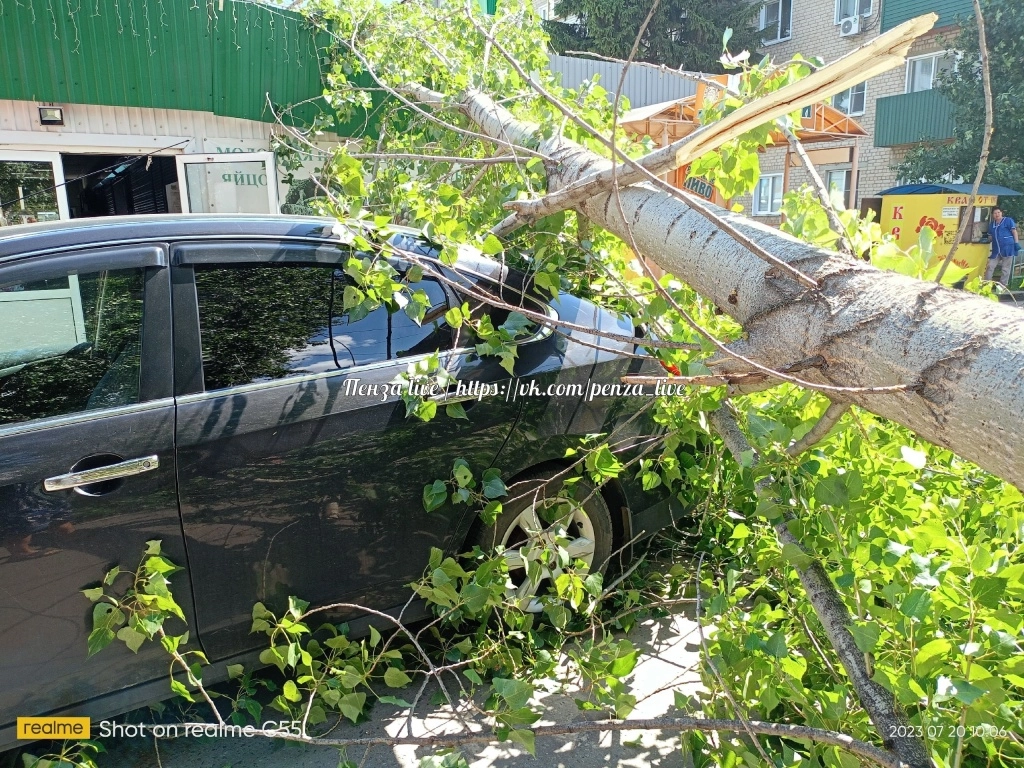 В Пензе огромное дерево упало на крытый рынок, перекрыв проезд