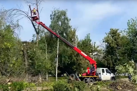 В Пензе планируют высадить более 5 тысяч крупных деревьев