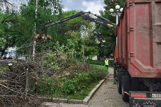 В сквере Белинского спасают деревья от ясеневой златки