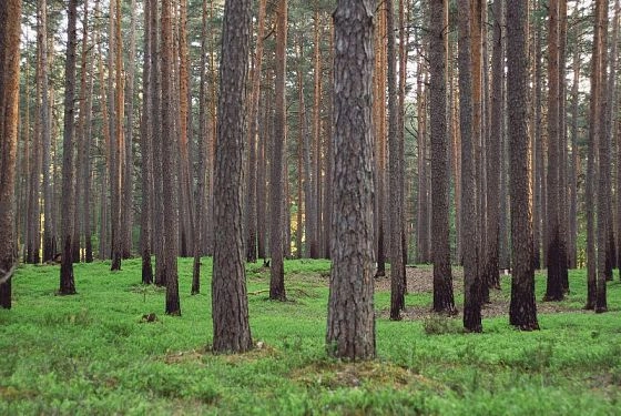 В Пензенской области ввели ограничение на посещение лесов