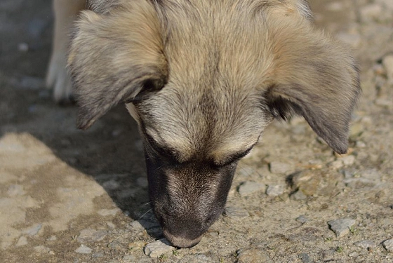 Пензенцам рассказали, куда обращаться для отлова бродячих собак