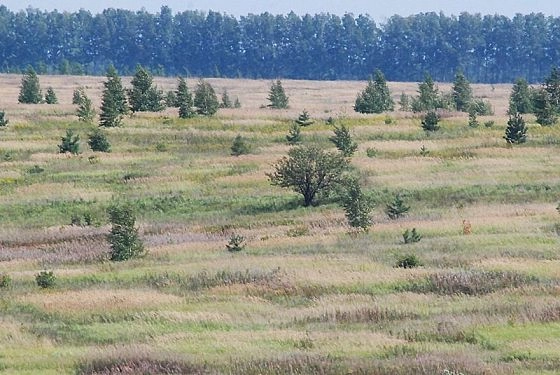 Заблудившуюся в лесу 94-летнюю пензячку нашли живой