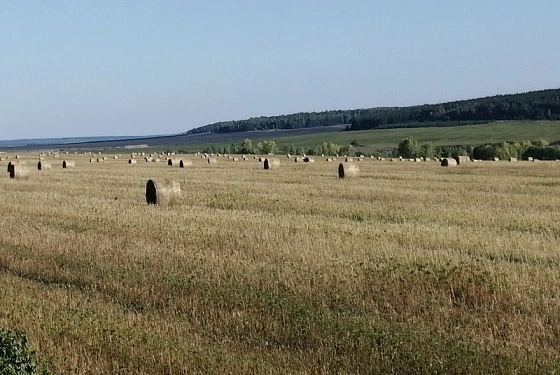 В Пензенской области продолжается заготовка кормов 