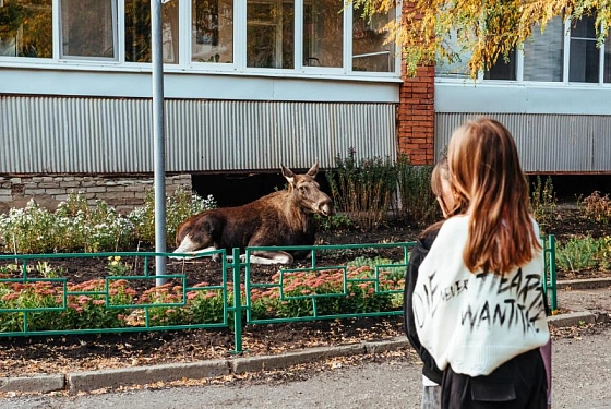 В Пензе стало больше лосей и оленей